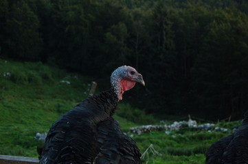 animali della fattoria