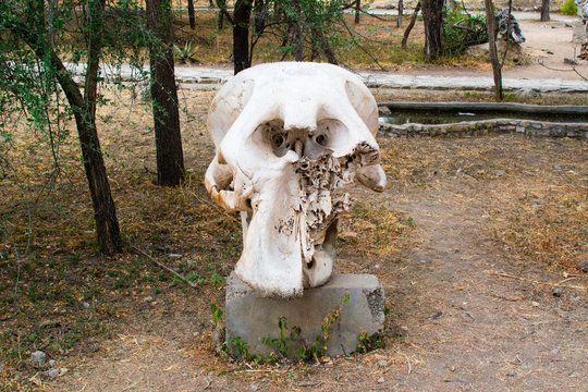 Huge skull of an elephant on a rock in the savanna of Tarangire National Park, in Tanzania