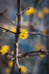 branch of a tree in spring