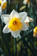 daffodils on a green background
