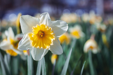 daffodils in the garden