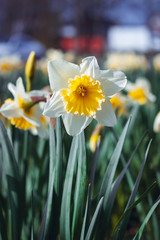 Obraz premium daffodils in the garden
