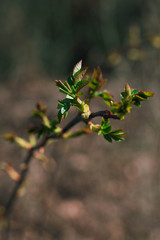 branch of tree