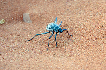 Stenocara beetle in desert