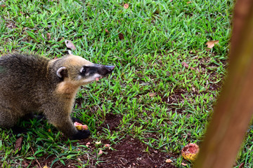 ハナグマ　イグアス国立公園