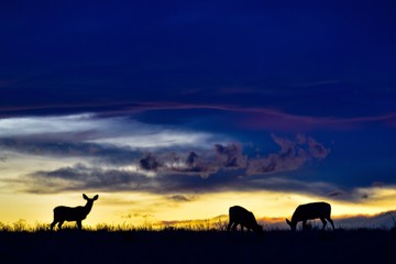 Fototapeta na wymiar silhouette of cow at sunset