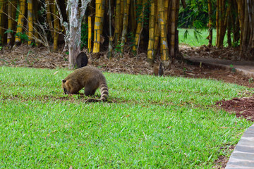 ハナグマ　イグアス国立公園