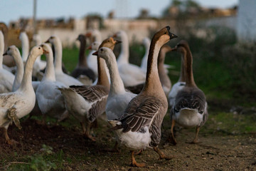 family of geese