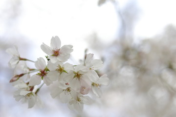 桜の風景
