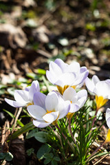 White crocuses on the ground in early spring. First spring flowers blooming in garden. Blurred background of greenery in spring garden.