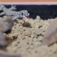 Pictures of reptiles kept with pets