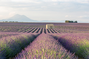 Fototapeta na wymiar Lavender Field during Sunrise against Mountain with a small House in the field, Provence, France