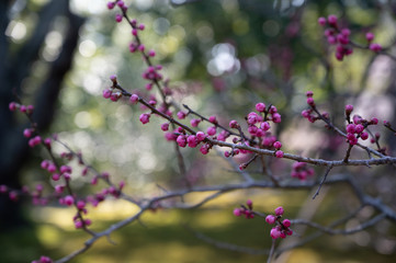 梅の花と玉ボケ