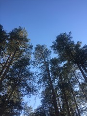 Obraz premium trees and sky