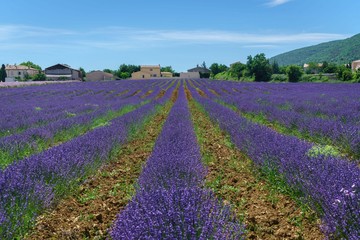 Fototapeta na wymiar Lavender Field in Summer with an ancient town on the hill at background, Banon, Luberon, France