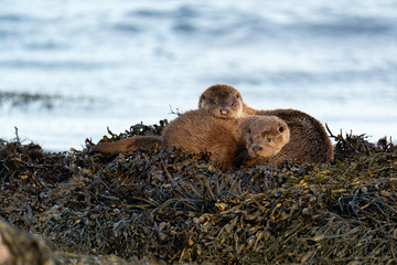 European Otter (Lutra lutra) mother and cub sleeping on a bed of kelp
