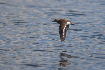 Piro piro piccolo (Actitis hypoleucos) in volo sull'acqua 