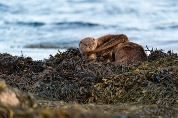 European Otter  (Lutra lutra) cub lying on top of its mother