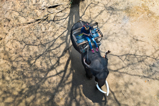top aerial view of tourist riding on elephant taking photo shot in the wild nature