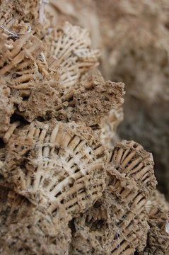 fossili coralli