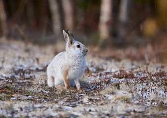Snowshoe Hare (Lepus americanus) showning beginning of change from winter to summer coat, Cherry Hill, Nova Scotia, Canada,