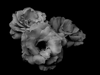 rose on black background