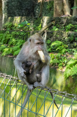 Wild monkey eats banana on the fence in the Sacred Monkey Forest Park