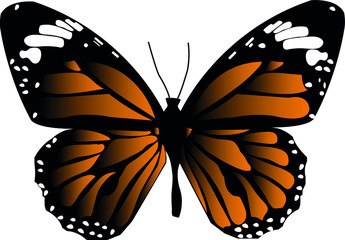 colored butterfly isolated on white background