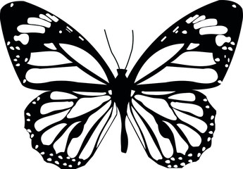 black and white butterfly isolated on white background