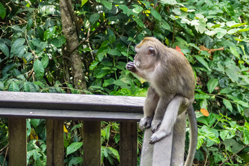 Wild monkey seats on the fence in the Sacred Monkey Forest Park
