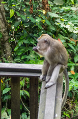 Wild monkey seats on the fence in the Sacred Monkey Forest Park