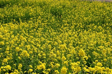 菜の花　群生　春　いやし　渡良瀬　杤木
