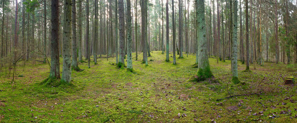 panorama of an old spruce forest with moss on the ground - 329798391