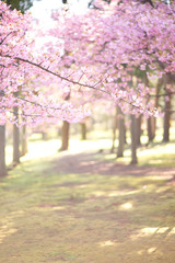 Naklejka premium 明るい桜の写真 日本の風景 cherry blossom