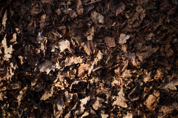 background of leaves