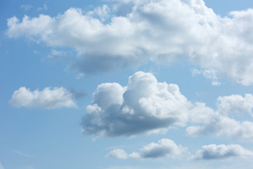 Naklejka na ściany i meble A large cluster of white Cumulus clouds in a blue sky.