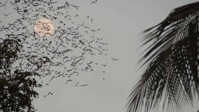 Cloud of bats flying from a bat cave neath the bright evening moonlight sky in Battambang, Cambodia - low-angle shot