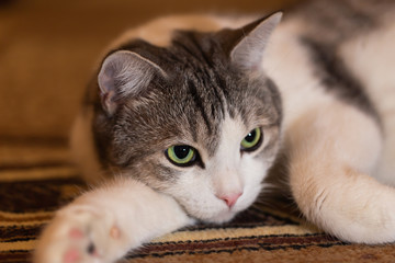 A gray and white cat lying in dark background and looking at the light.Portrait of animal with...