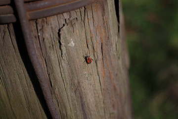 bug on the tree