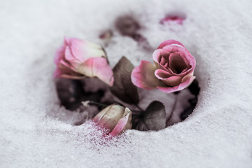 pink rose in snow background