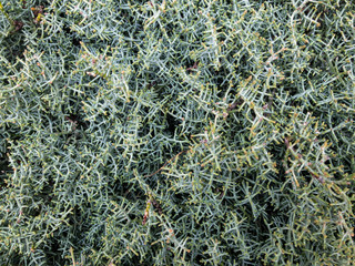 Background texture of a fluffy green branches of a Bush.