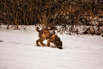 dog in snow