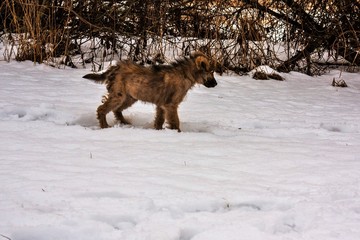 dog in snow
