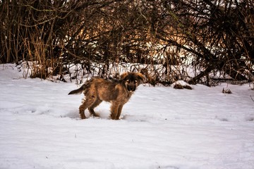 dog in snow
