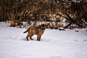 dog in snow