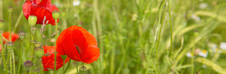 Obraz premium Poppy flowers isolated on green.