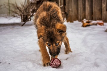 dog in snow