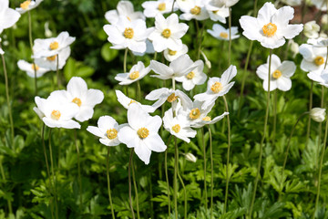 Flowers and plants blooming in the garden.