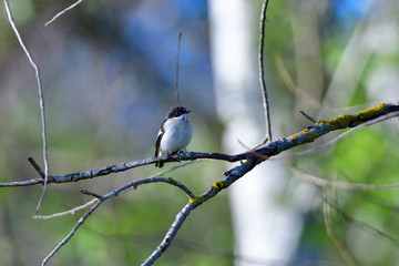 Trauerschnäpper an der Ostsee