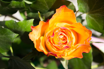Rose in the garden. A bright wavy orange rose with a maroon border close-up against the green ivy in the garden, illuminated by the sun.